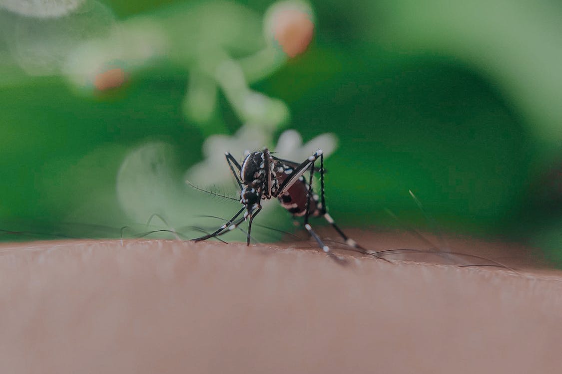 Free Closeup of spotted mosquito with thin legs and proboscis sucking blood on skin with hairs of faceless person Stock Photo