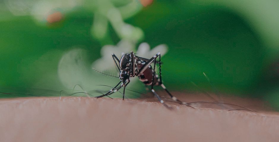 A mosquito feeding on skin — Aedes mosquitoes breed in standing water left by rain