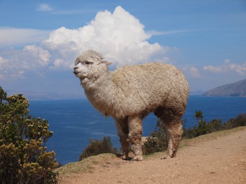 Furry Alpaca standing on a Cliff