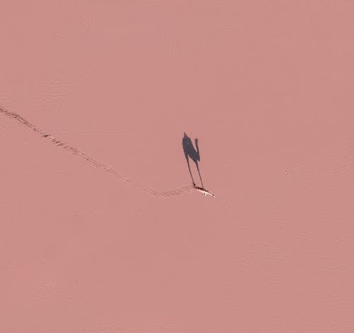 Camel walking on pink surface in sunny day