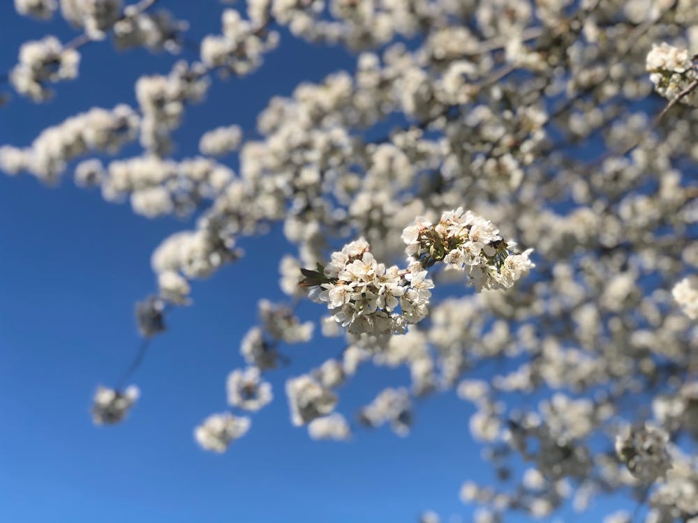 Blooming sakura tree against blue sky