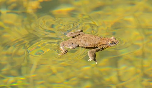 From above of true toad floating in clean water of lake on sunny day