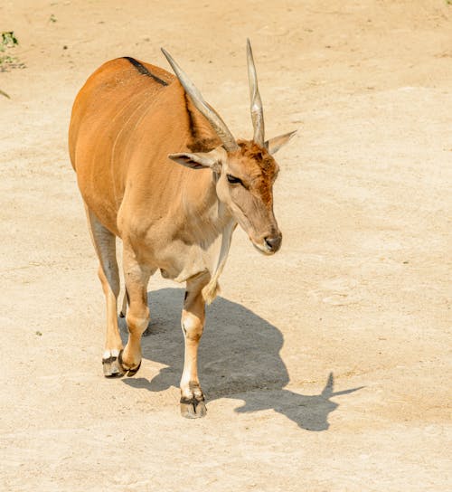 Walking Impala Antelope in Close Up