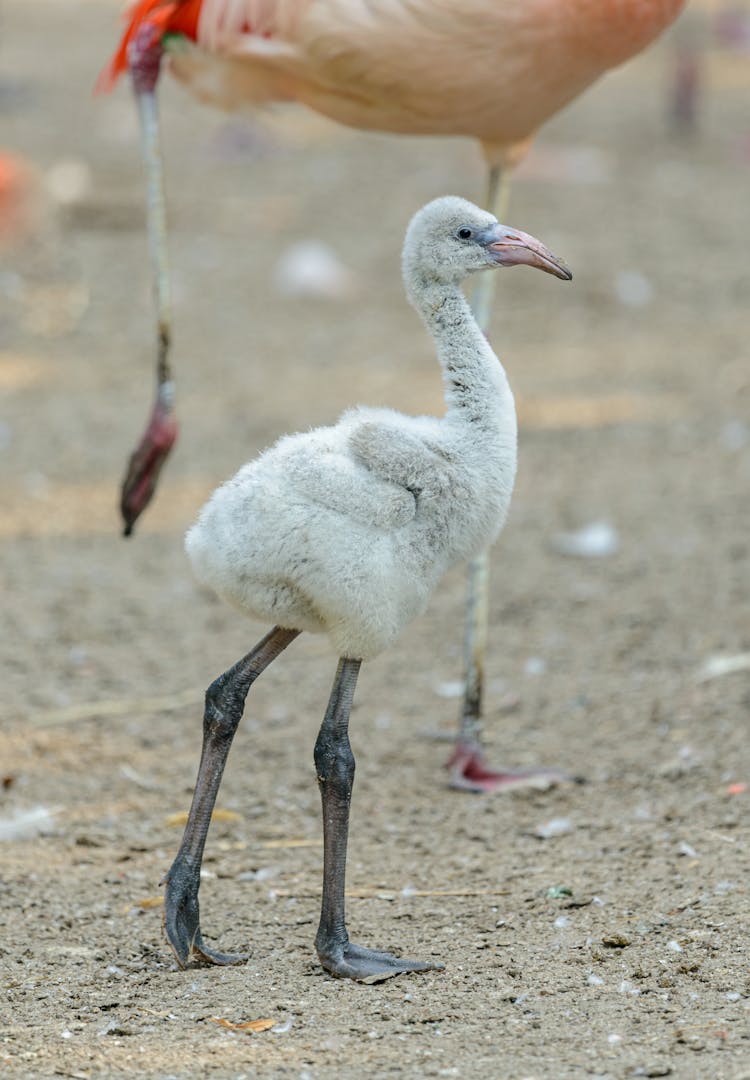 Phoenicopterus Roseus Birds On Sandy Shore