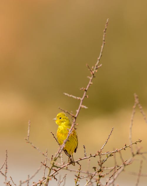 Adorable yellow Sicalis luteola bird sitting on tree branch