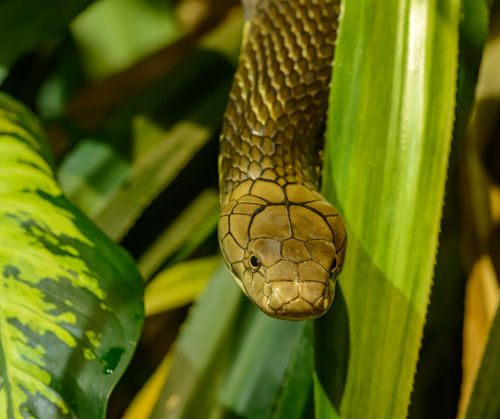 Free Detailed close-up of a king cobra snake slithering through lush green leaves. Stock Photo