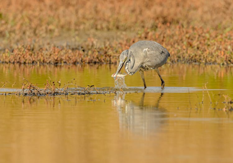 Bird Eating Fish