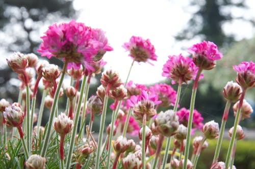 Foto profissional grátis de cor-de-rosa, flores, foco suave