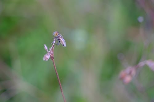 Free stock photo of bugs, fly, nature