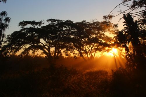 Free Captivating sunrise with sunbeams shining through lush forest trees, creating a magical golden glow. Stock Photo