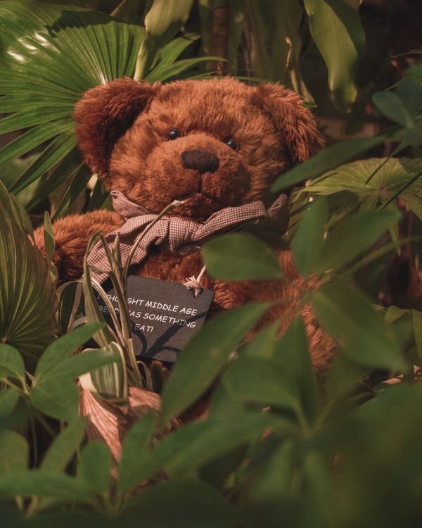 Cuddle Bear Plush Toy