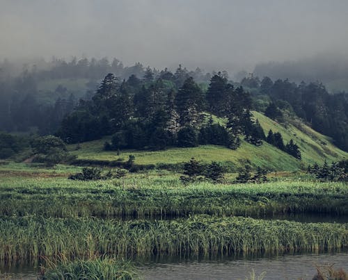 Spectacular mountainous terrain with green coniferous trees located on shore of pond against misty cloudy sky