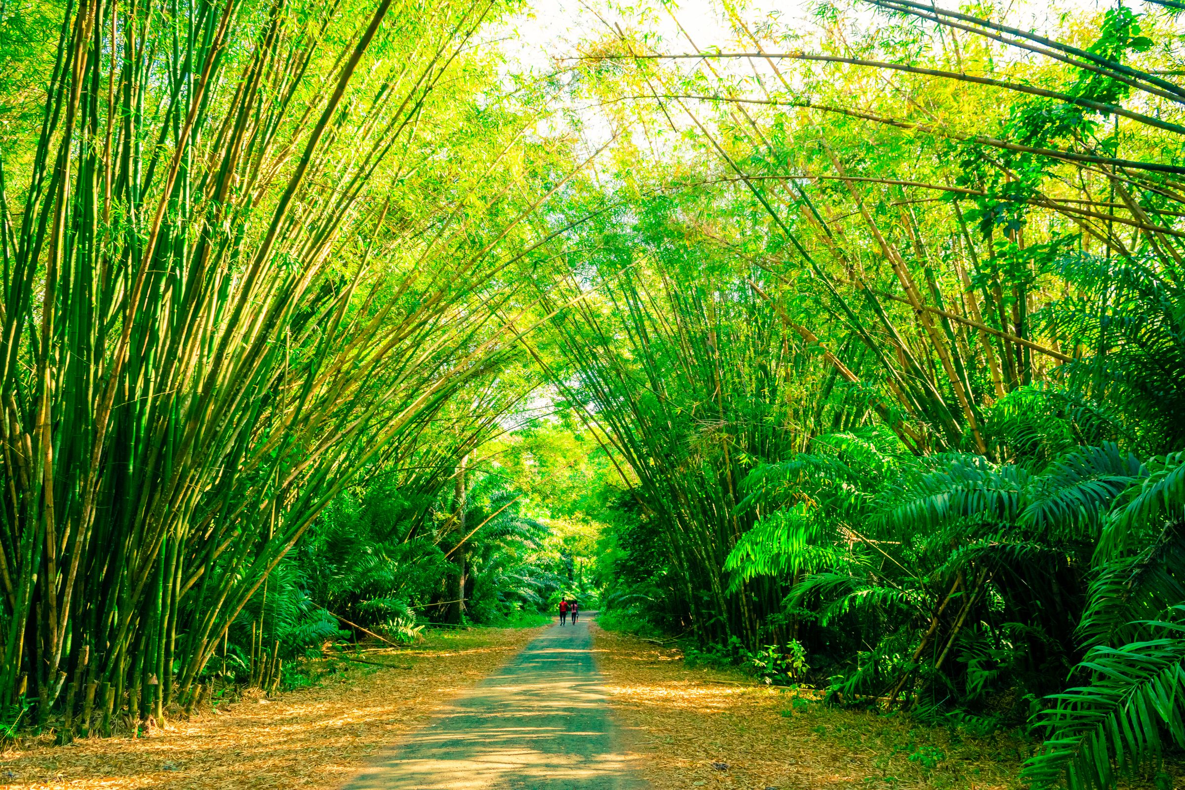 Bamboo Avenue en YS-falls