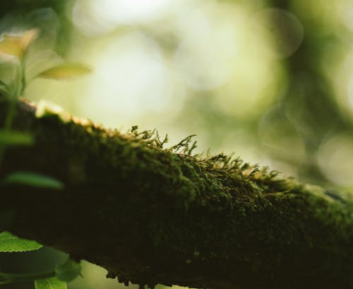 Free Closeup of green moss growing on tree trunk in forest on sunny day Stock Photo