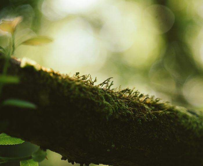 Close-up of green moss growing on a tree trunk in a sunlit forest — photo by Ellie Burgin on Pexels