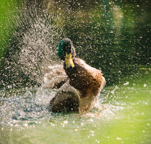 Mallard shaking off Water from its Body 