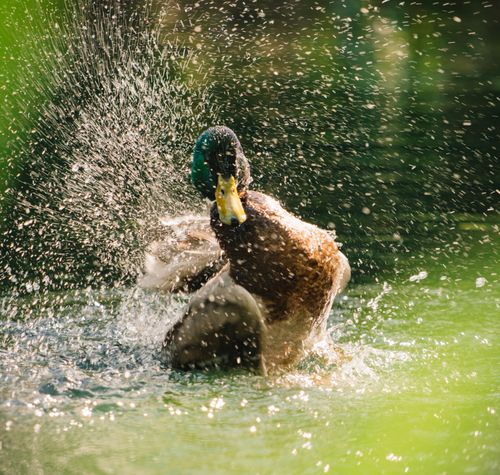 Free A male mallard duck energetically splashes water, showcasing its vibrant plumage in a sunlit pond. Stock Photo