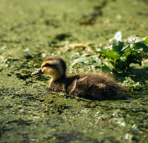 Side view of adorable fluffy mallard duckling floating on pond water surface covered with green plants on sunny day