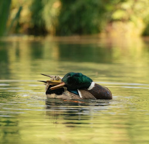 Side view of adorable male mallard with green head cleaning feathers while swimming in pond in park