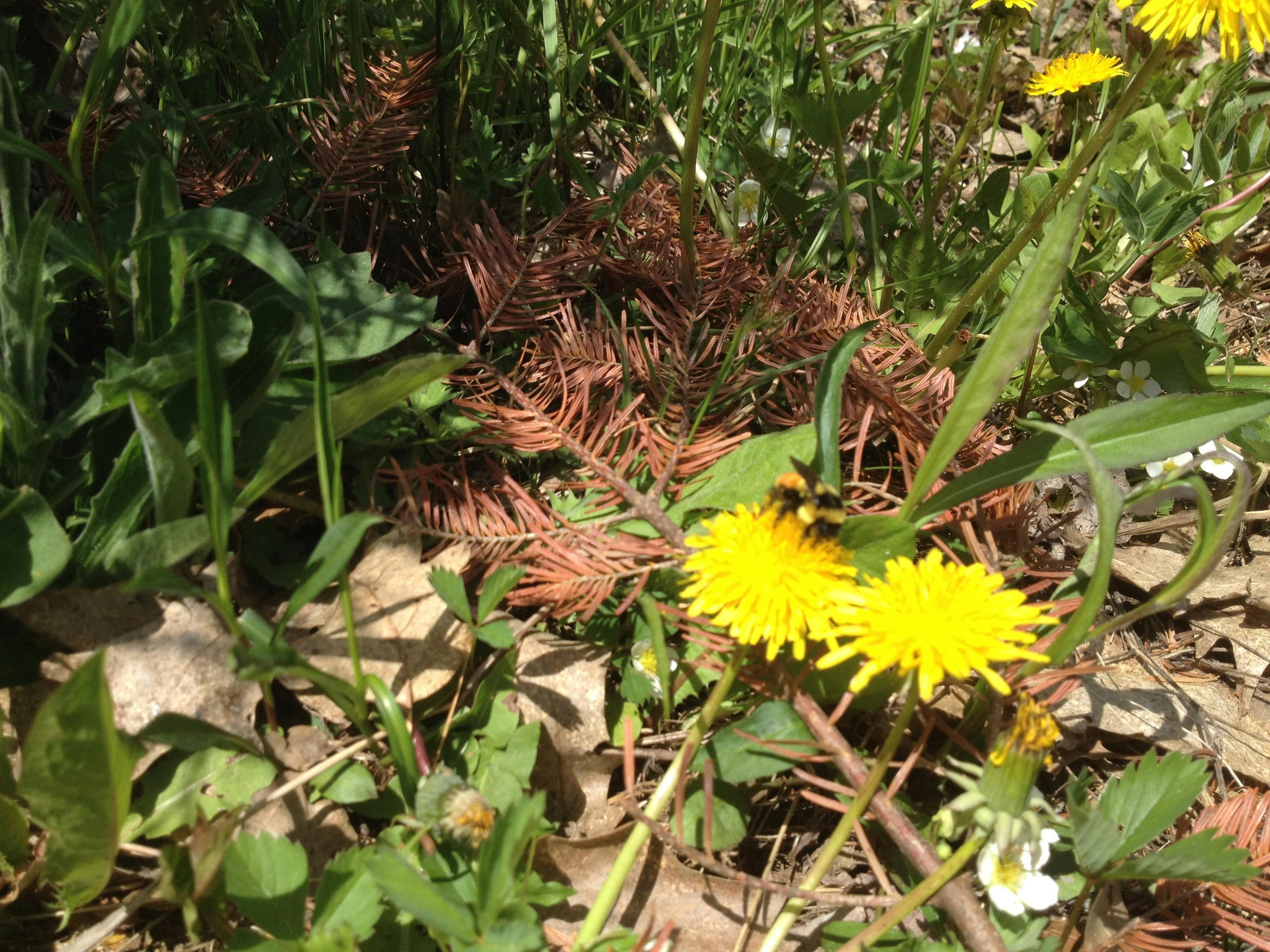 Free Stock Photo Of Bees Canada Flowers