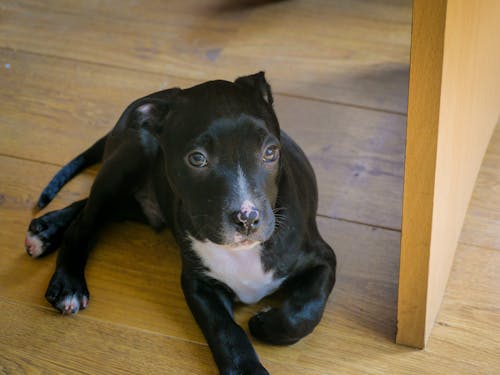 Základová fotografie zdarma na téma hond, štěně