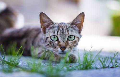 Chat Couché Sur Le Trottoir