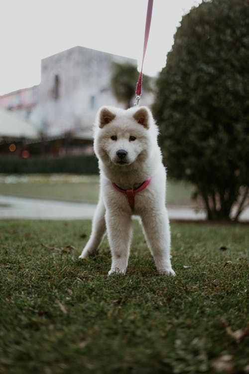 Free Samoyed Puppy in Green Grass Stock Photo