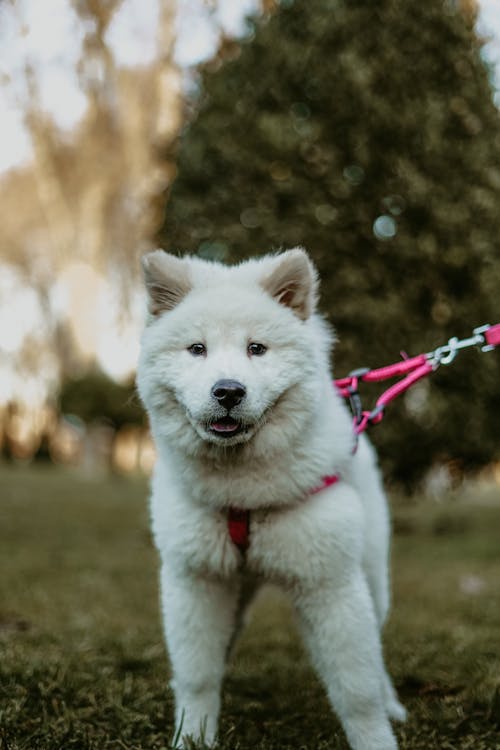 Gratis Fotos de stock gratuitas de adorable, canidae, canino Foto de stock
