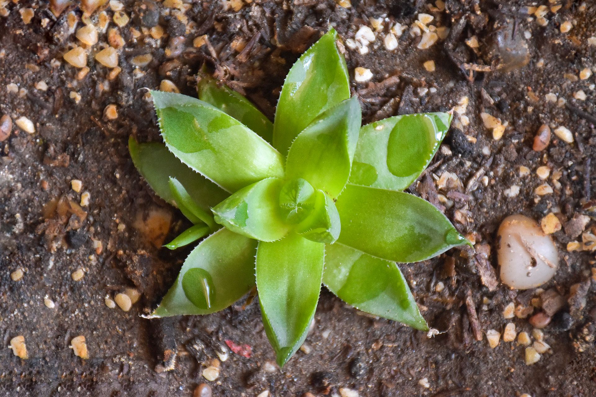 A vibrant green succulent plant with water droplets, captured in a detailed close-up.