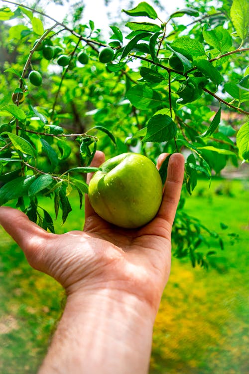 Základová fotografie zdarma na téma ovoce, ruka, zelené jablko