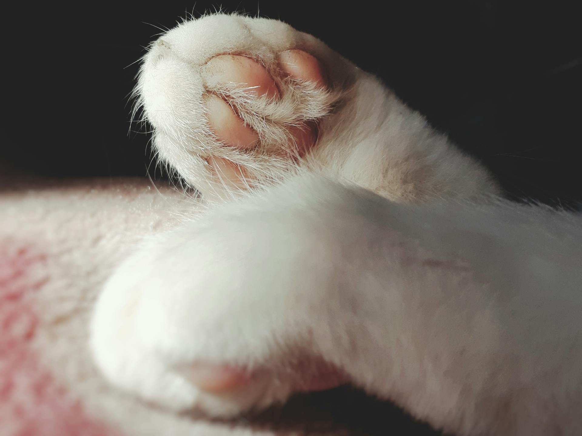 Closeup of soft delicate white fluffy paws with tiny light pink pads of domestic cat in daylight