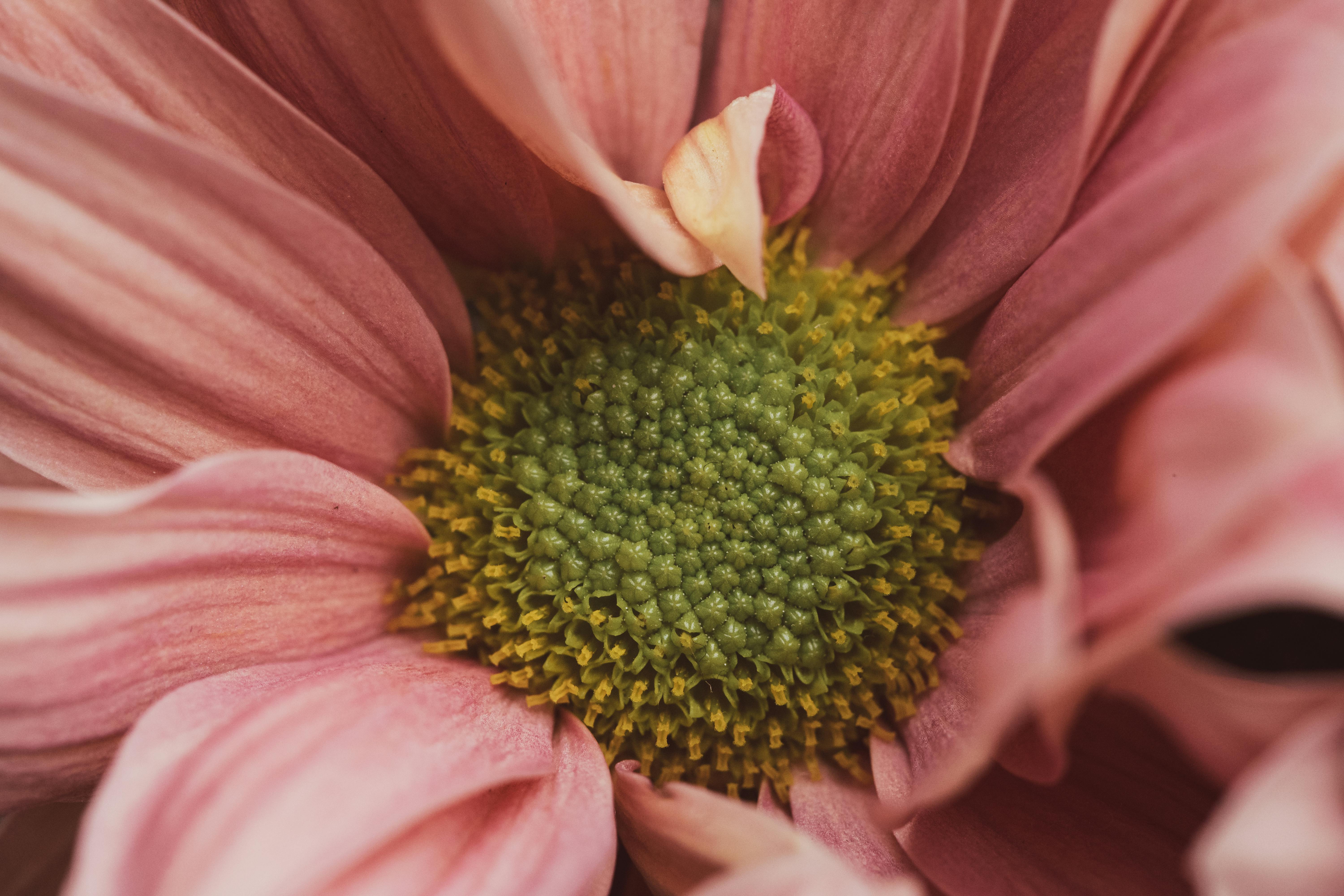 Macro shot capturing the intricate details of a blooming pink flower's petals and vibrant green center.