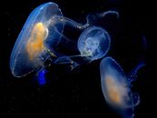 在水族馆的黑暗背景下，发光的水母呈现出迷人的特写