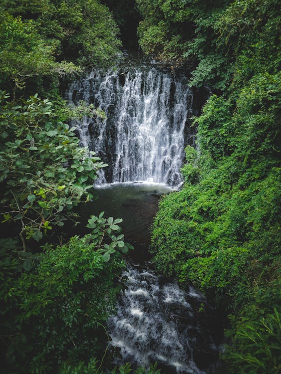 Waterfalls in the Middle of Green Trees