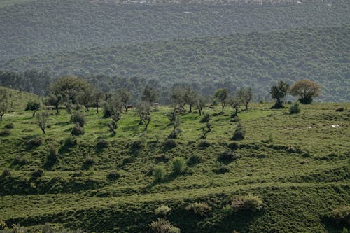 יער, תמונתנוף 的 免費圖庫相片