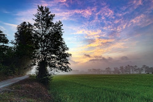 Free stock photo of bụi cây, buổi sáng sương mù, chụp ảnh phong cảnh