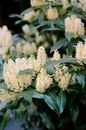 Blooming Cherry Laurel
