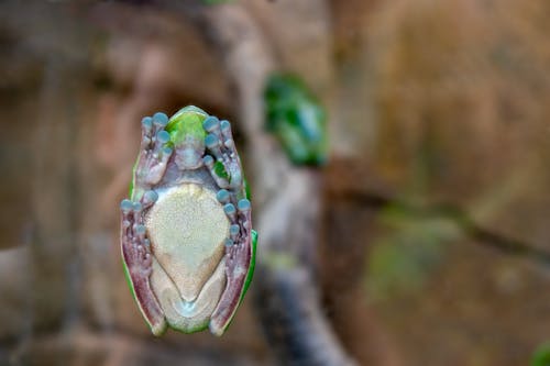 hayvan, kurbağa, yeşil içeren Ücretsiz stok fotoğraf