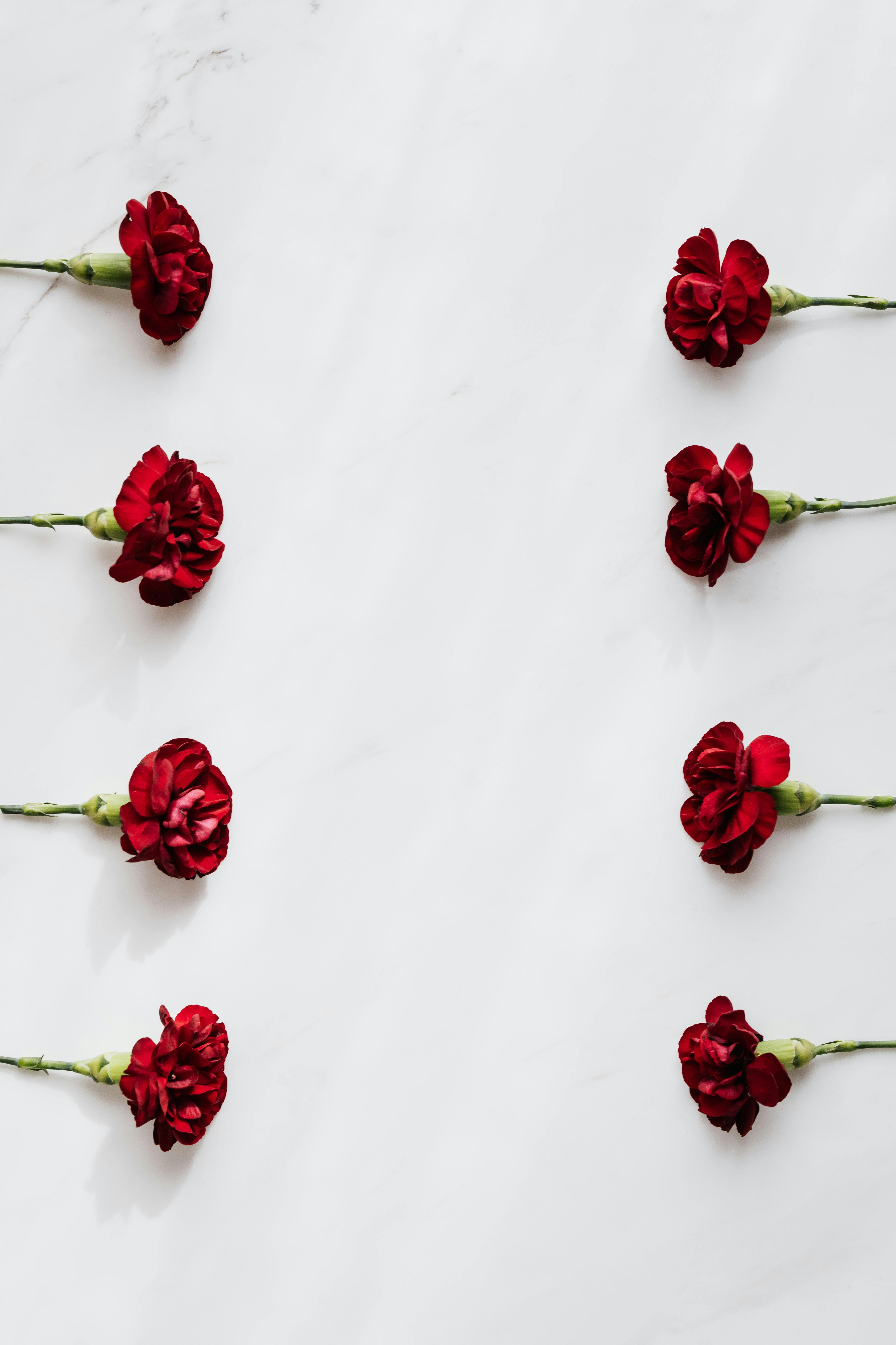 dark red carnations on white background