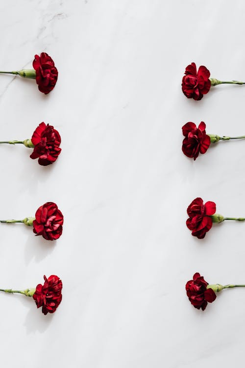 Free Top view arrangement of dark red carnation flowers on white marble surface in daylight Stock Photo
