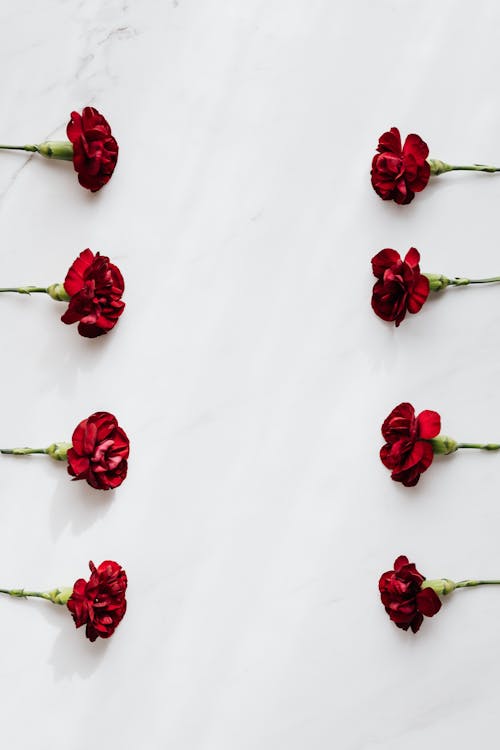 Top view arrangement of dark red carnation flowers on white marble surface in daylight