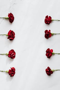 Top view arrangement of dark red carnation flowers on white marble surface in daylight