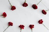 Top view of dark red carnations arranged in shape of oval on white marble surface