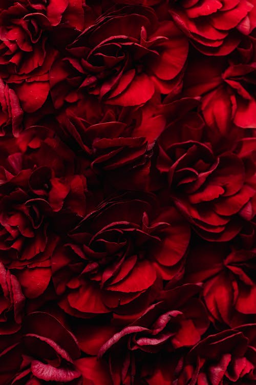 Free Heap of beautiful dark red flowers Stock Photo