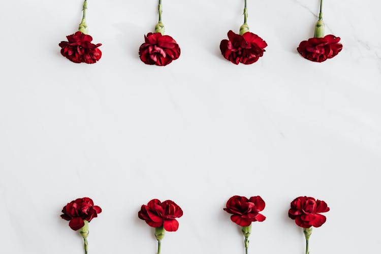 Red Carnation Flowers On White Background