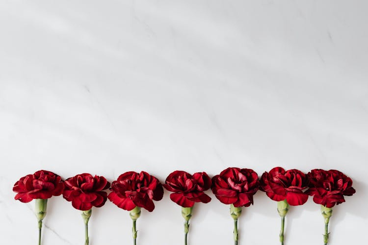 Fresh Dark Red Carnations On White Background