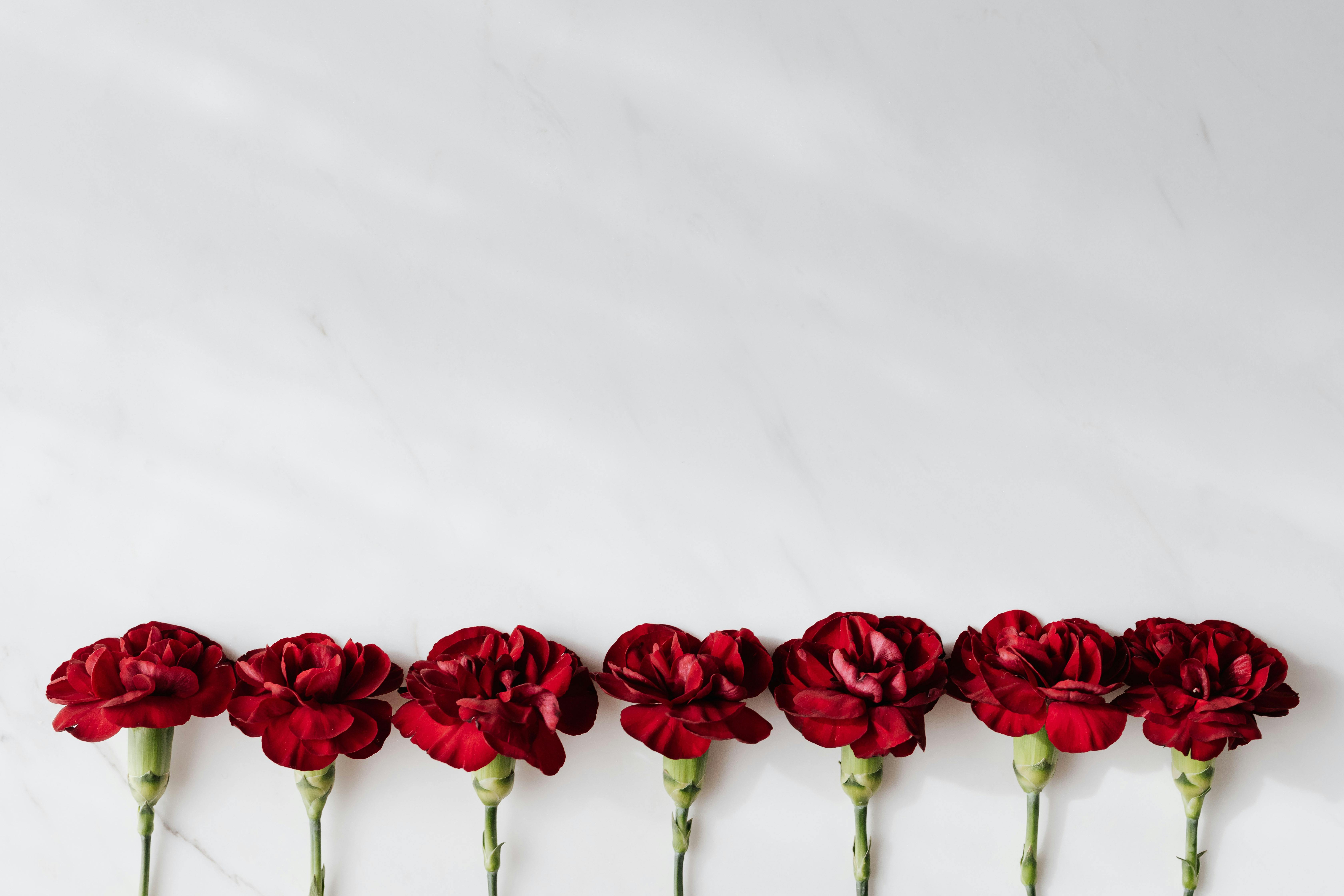 Fresh dark red carnations on white background · Free Stock Photo