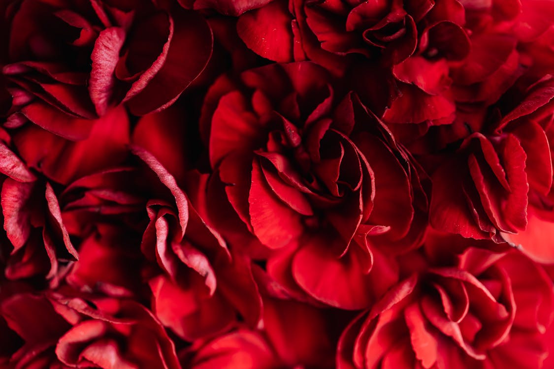 Closeup of vivid scarlet blossoms