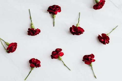 Top view of beautiful dark red carnations with green stems scattered on white marble surface in soft daylight