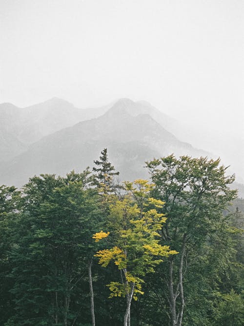 Foto d'estoc gratuïta de amb boira, arbres, bromós